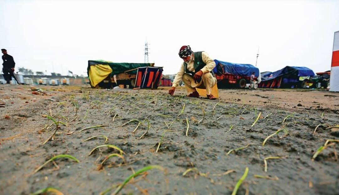 Burari ground, once feared as a ‘jail’, now a field for farmers