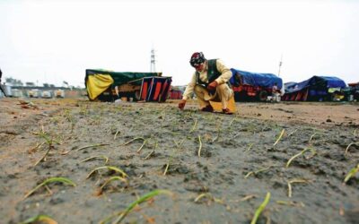 Burari ground, once feared as a ‘jail’, now a field for farmers